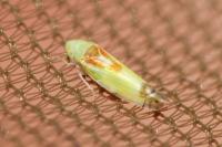 Zyginella pulchra