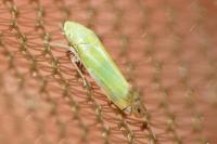 Zyginella pulchra