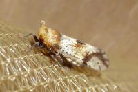 Conomelus
