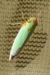 Cicadella viridis