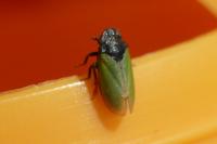 Tettigometra laeta