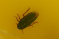 Tettigometra virescens