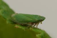 Tettigometra virescens