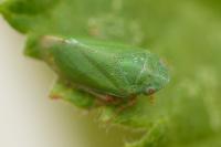 Tettigometra virescens