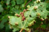 Daktulosphaira vitifoliae