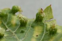 Daktulosphaira vitifoliae