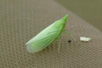 Dictyophara europaea