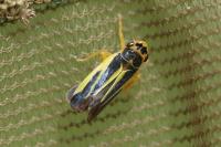 Evacanthus interruptus