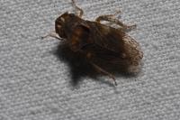 Ledra aurita