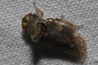 Ledra aurita