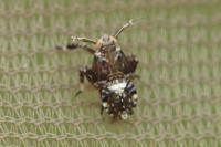 Asiraca clavicornis