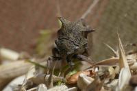 Centrotus cornutus