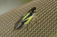 Evacanthus interruptus