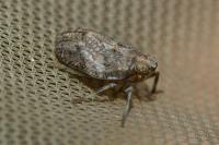 Issus coleoptratus