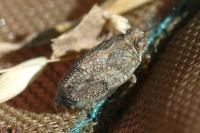 Issus coleoptratus