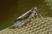 Tachycixius pilosus