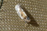 Tachycixius pilosus