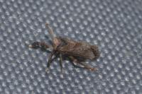 Asiraca clavicornis