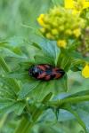 Cercopis vulnerata