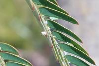 Acizzia jamatonica