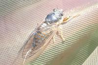 Cicadetta