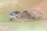 Cicadetta