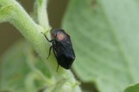 Penthimia nigra