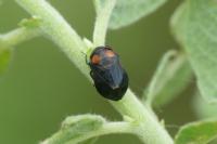 Penthimia nigra