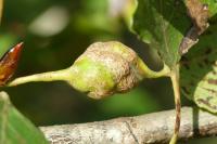 Pemphigus spyrothecae