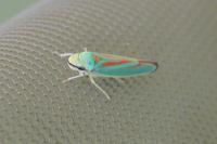 Graphocephala fennahi