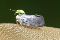 Metcalfa pruinosa