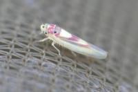 Zygina lunaris