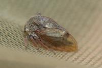 Centrotus cornutus