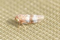 Tremulicerus tremulae