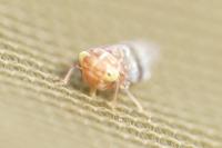 Tremulicerus tremulae