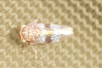 Tremulicerus tremulae