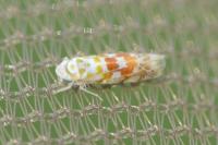 Typhlocyba quercus