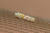 Typhlocyba quercus