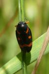 Cercopis intermedia
