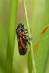 Cercopis intermedia