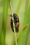 Cercopis intermedia