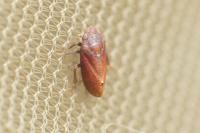 Tettigometra impressopunctata