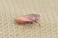 Tettigometra impressopunctata