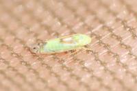 Zyginella pulchra