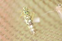 Eupteryx florida