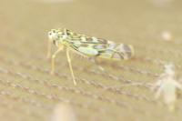 Eupteryx florida