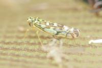 Eupteryx florida
