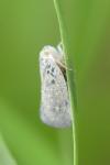 Metcalfa pruinosa