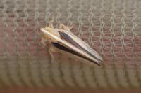 Stenocranus minutus