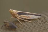 Stenocranus minutus